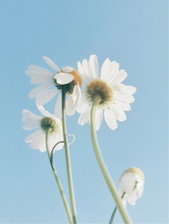 Chamomile flowers on blue sky background.
