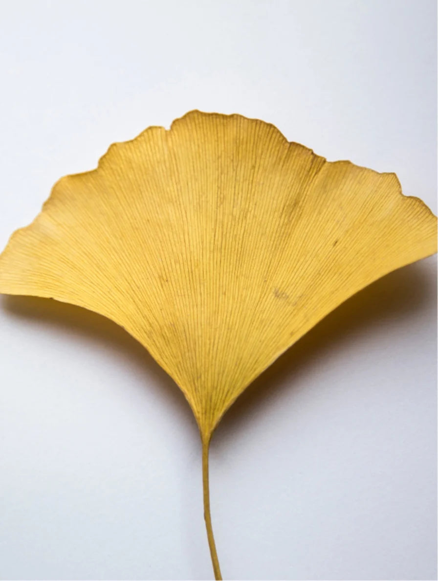 Gingko biloba yellow leaf close-up.
