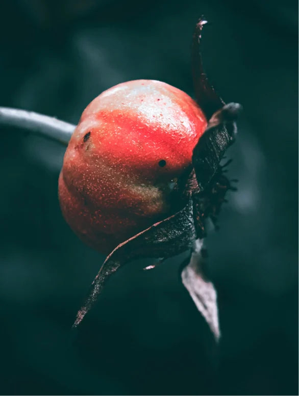 Close-up on rosehip fruit on dark green background.