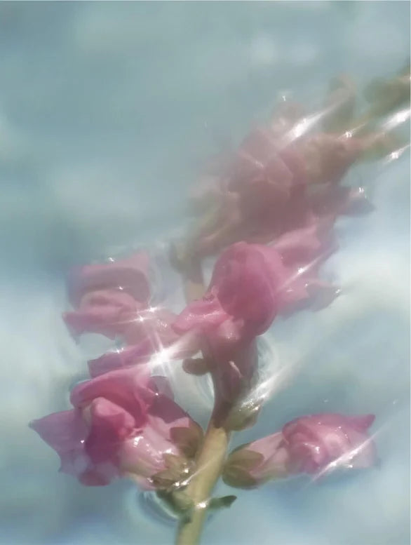 Unfocused violet flowers in the water.
