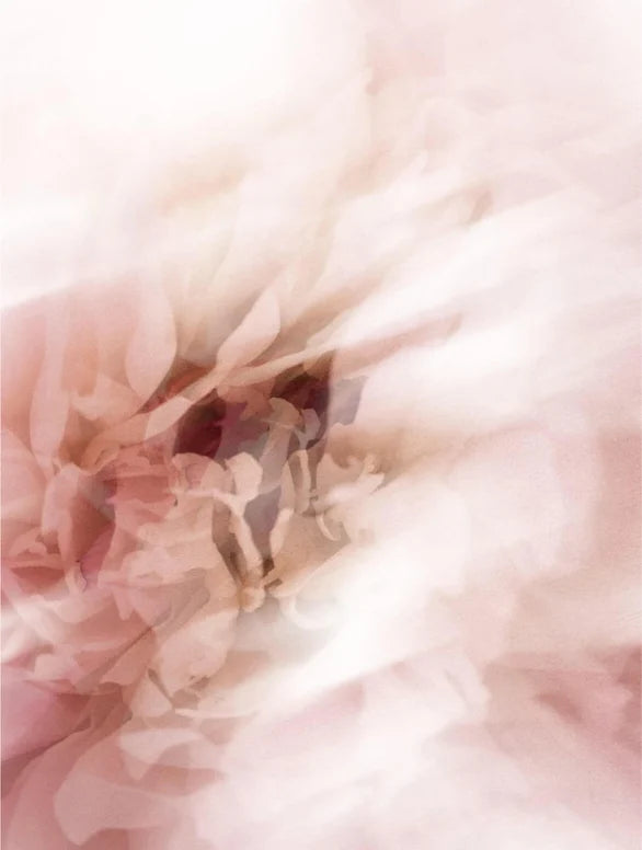 Unfocused pink flower close-up.
