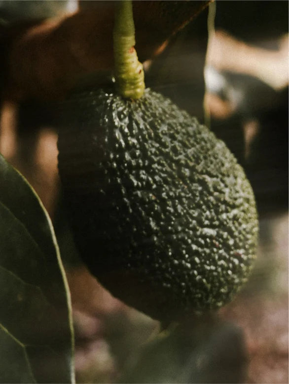 Blur close-up on avocado.