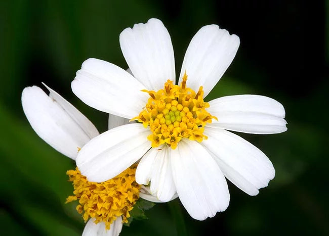 Bidens Pilosa Extract