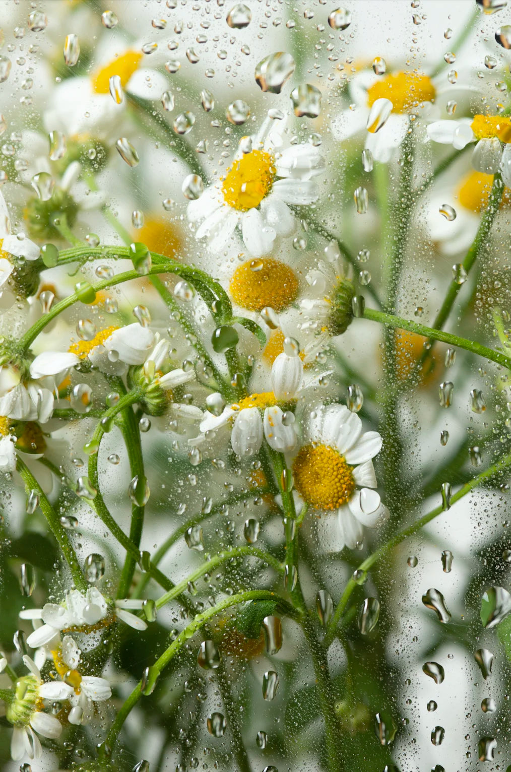 Close-up of daisies with water droplets on a glass surface.