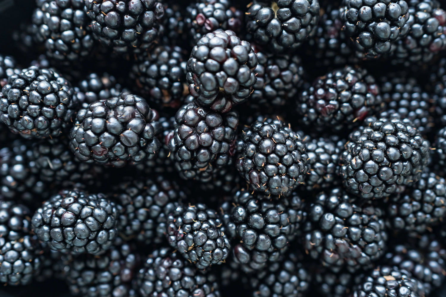 Close-up of blackberries with a focus on texture and color.