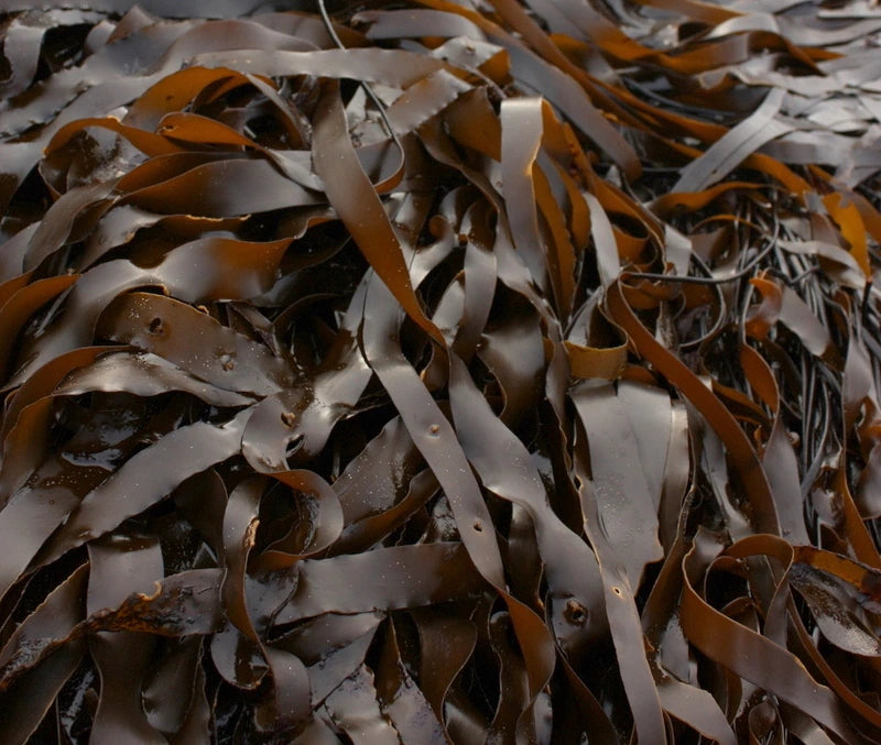 Brown seaweed extract