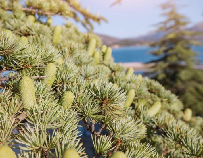 Cedrus Atlantica Oil