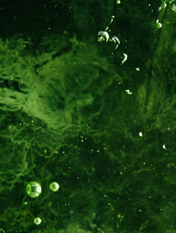 Deep green water close-up with bubbles.