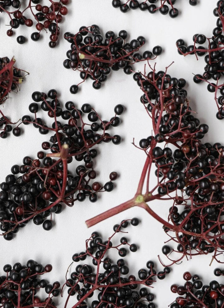 Black elderberries on a white background.