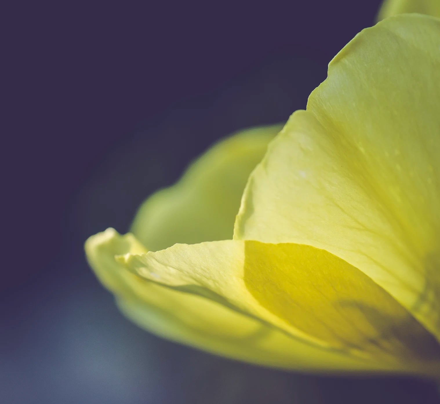 Close-up of a yellow Evening Primrose flower petal with a dark background.