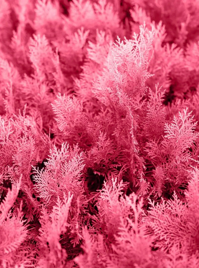 Close-up of pinkish-brown algue foliage.