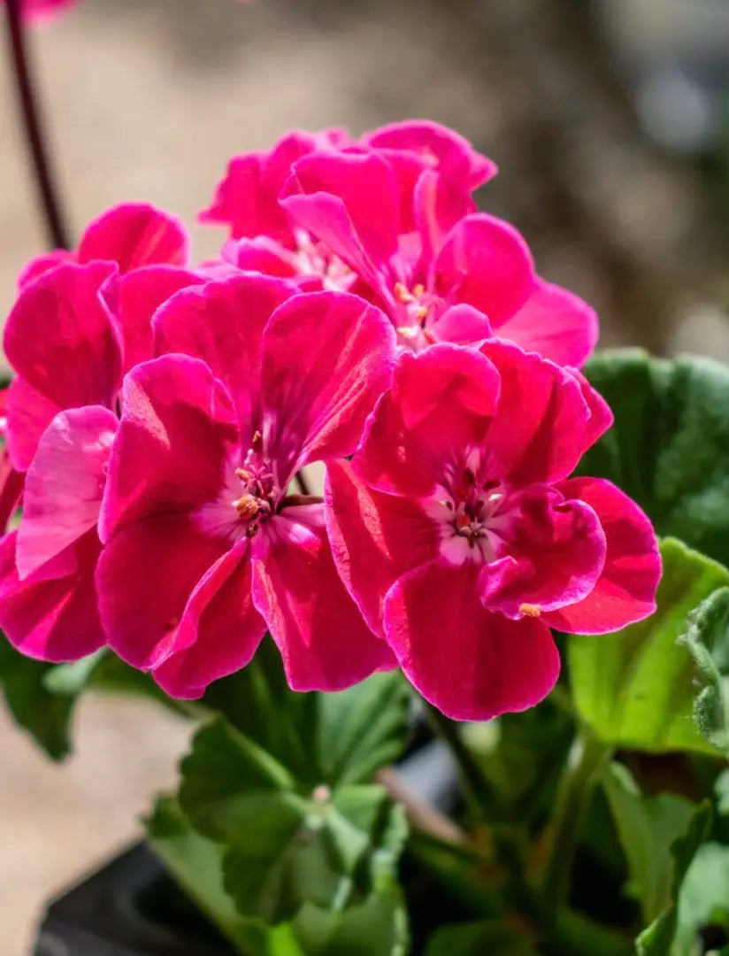 Close-up of vibrant pink Geranium flowers with green leaves on a blurred background.