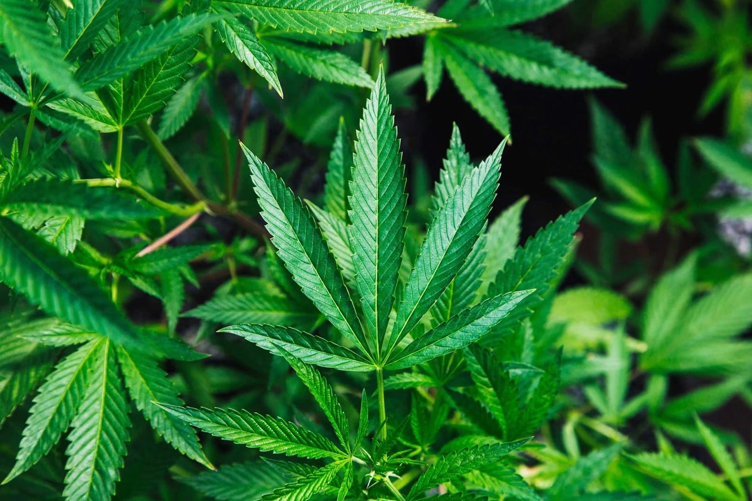 Close-up of a cannabis plant with prominent green leaves.