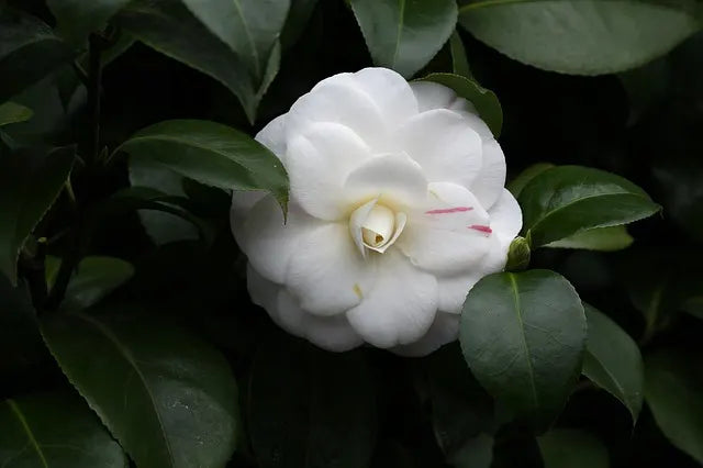 White camelia flower with green leaves on a dark background.