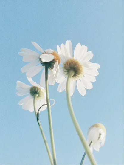 Camomile flowers on blue sky background.
