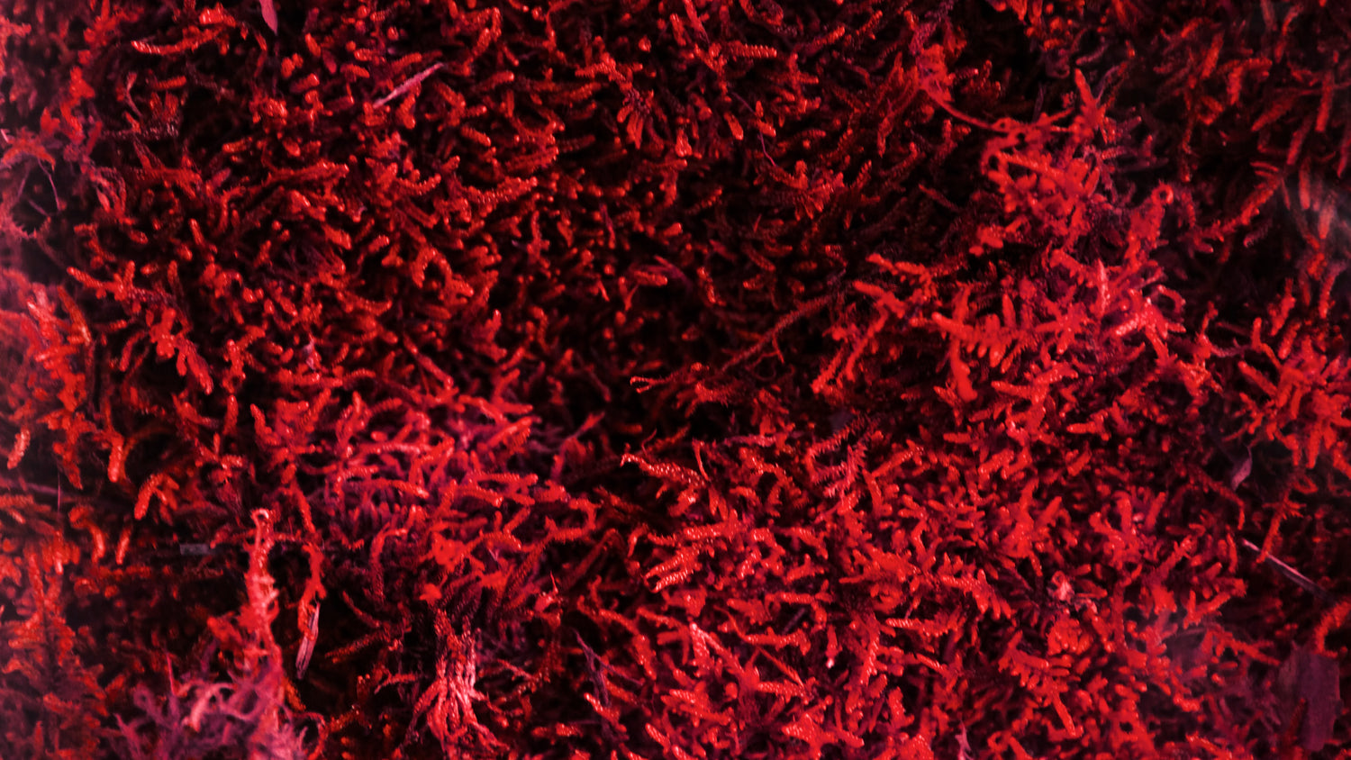 Close-up of intense red algue.