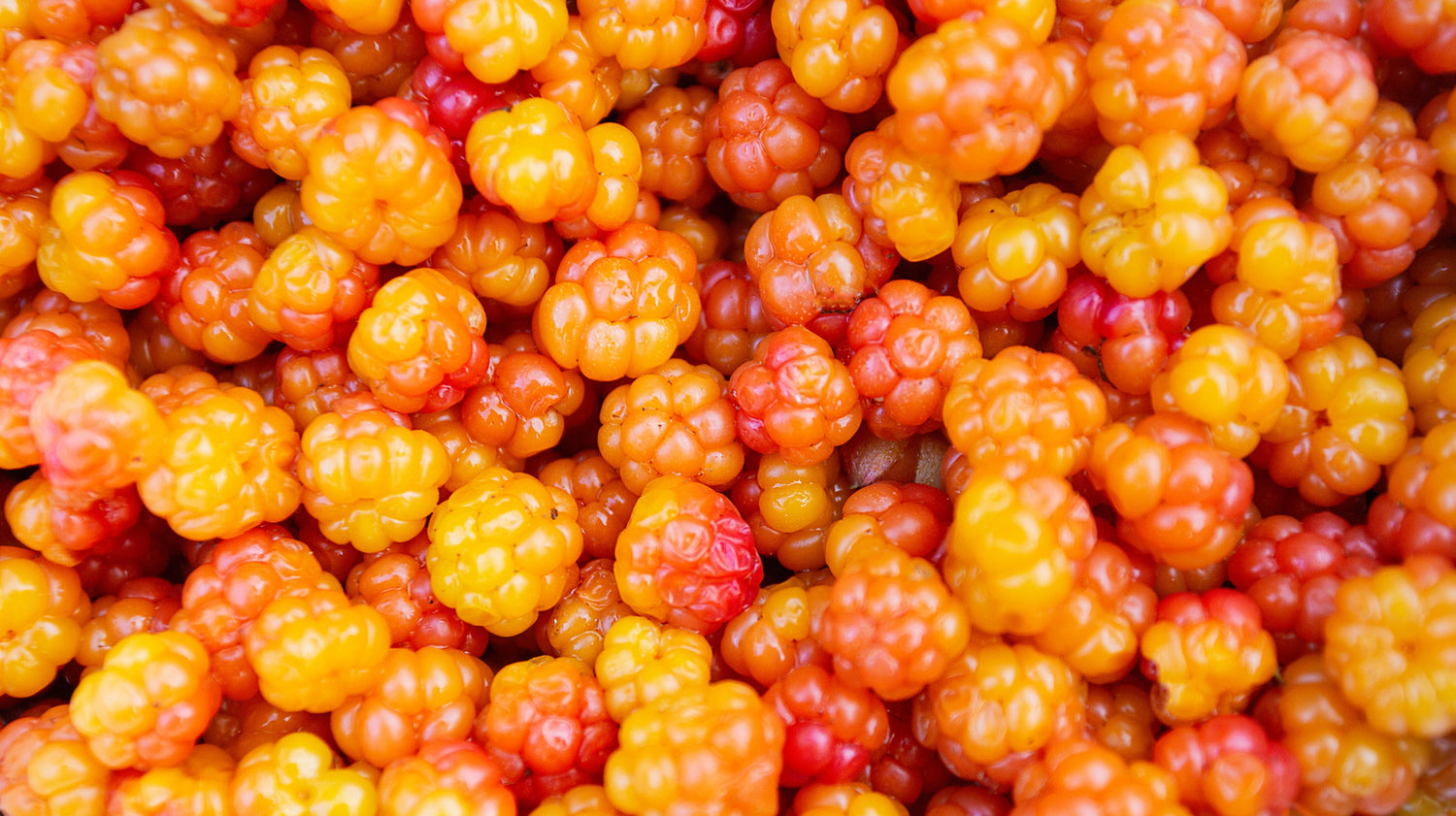 Cloudberry Extract