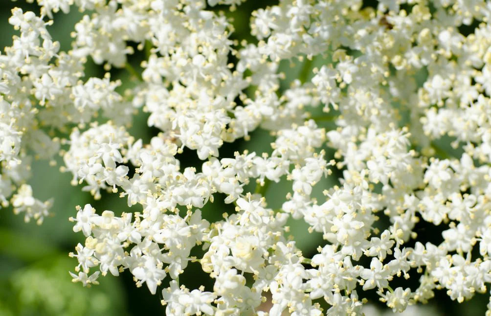 Elder Flower Extract