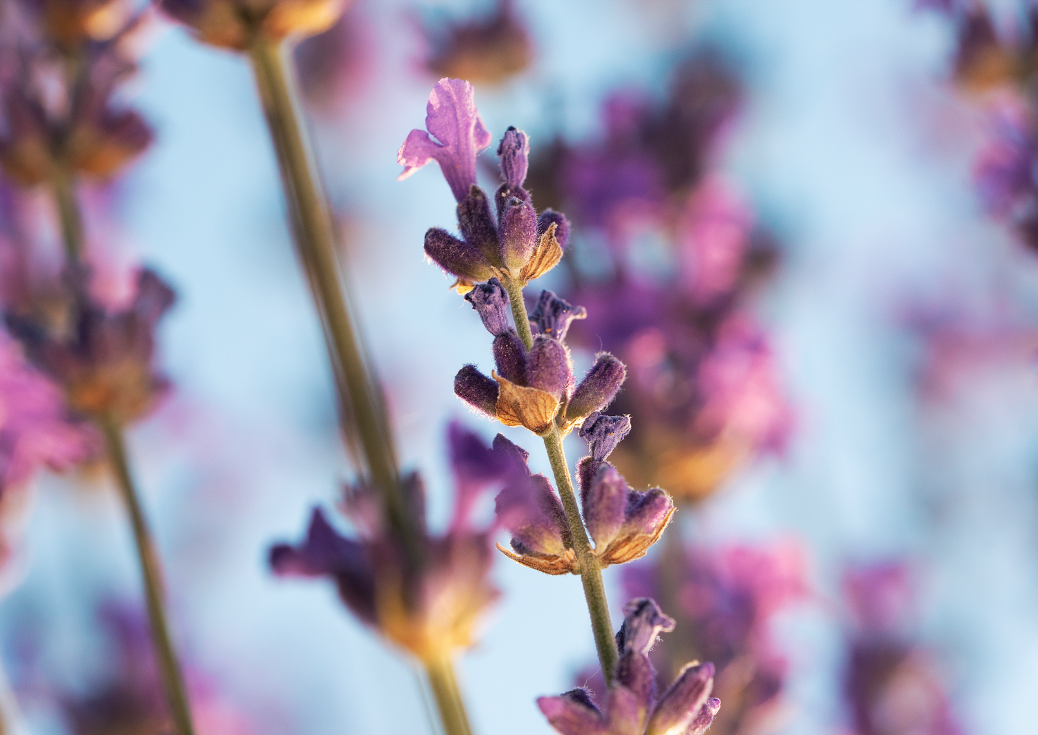 Lavender flower water
