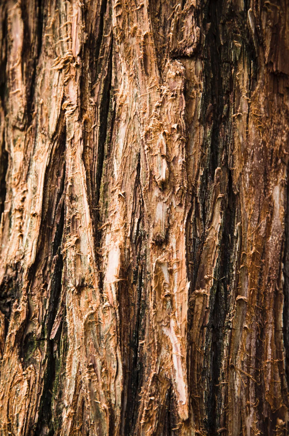 Close-up of tree bark.
