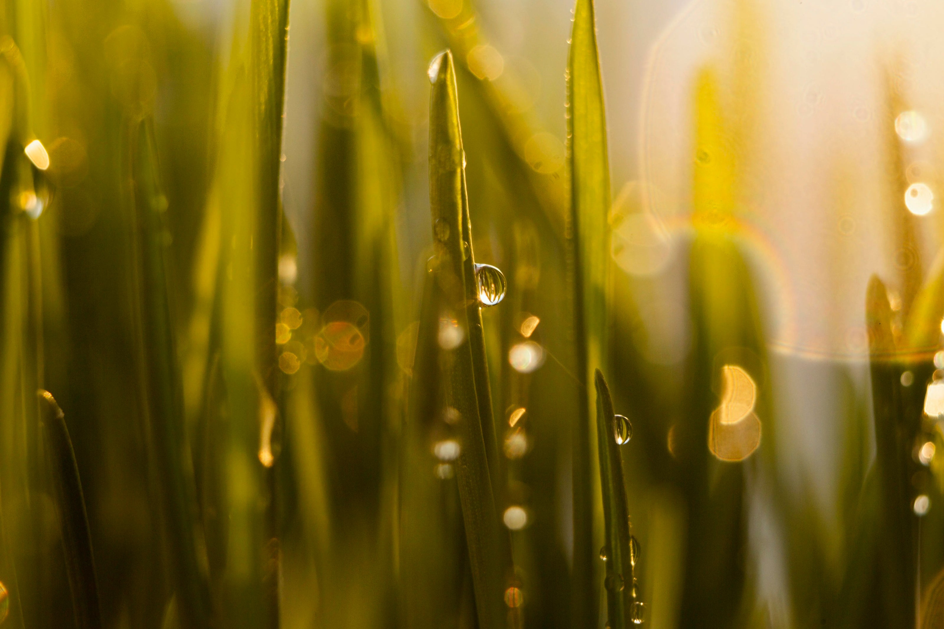 Dewdrops on grass blades with a blurred background.