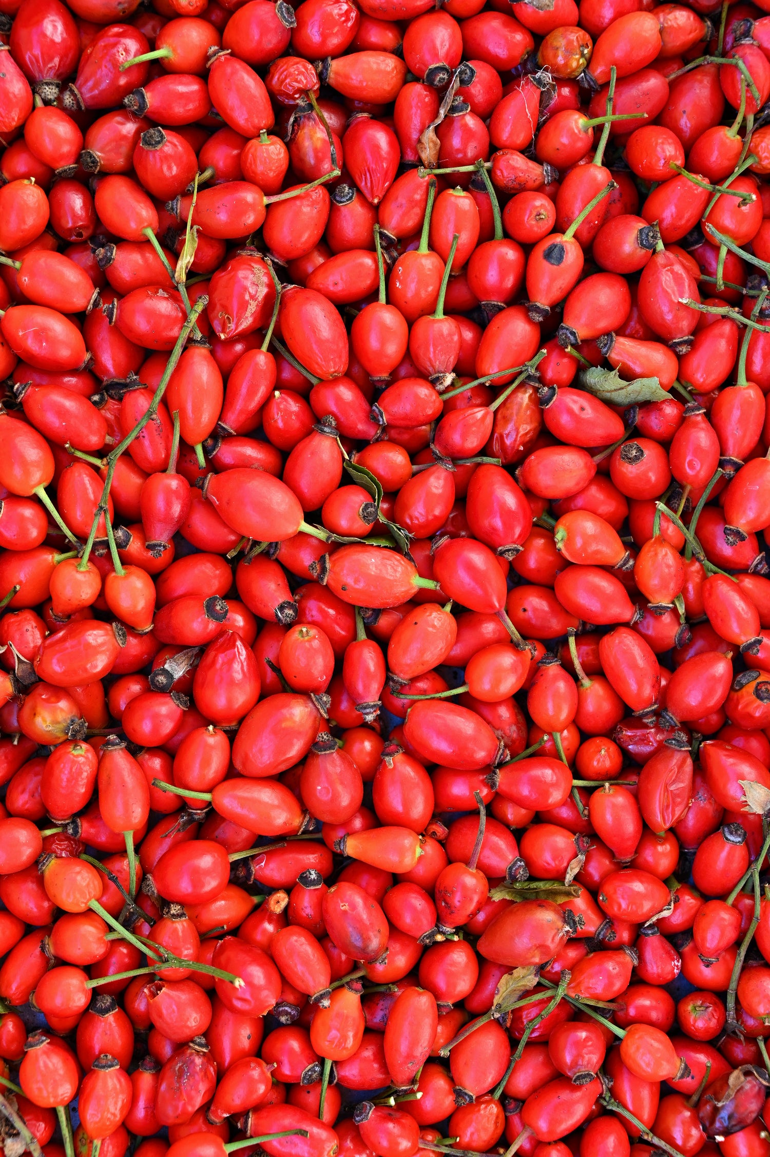 Rosehip Oil
