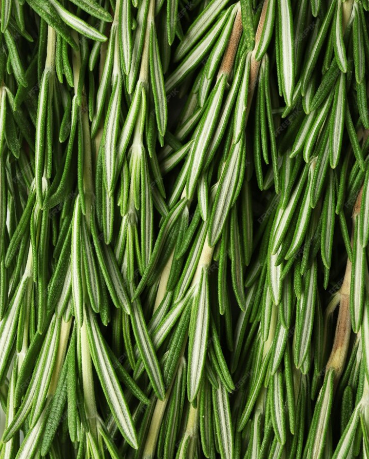 Rosemary leaf extract