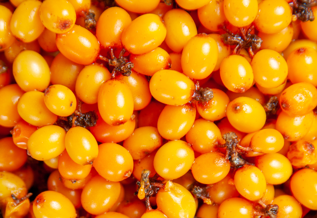 Elder Flower Extract
