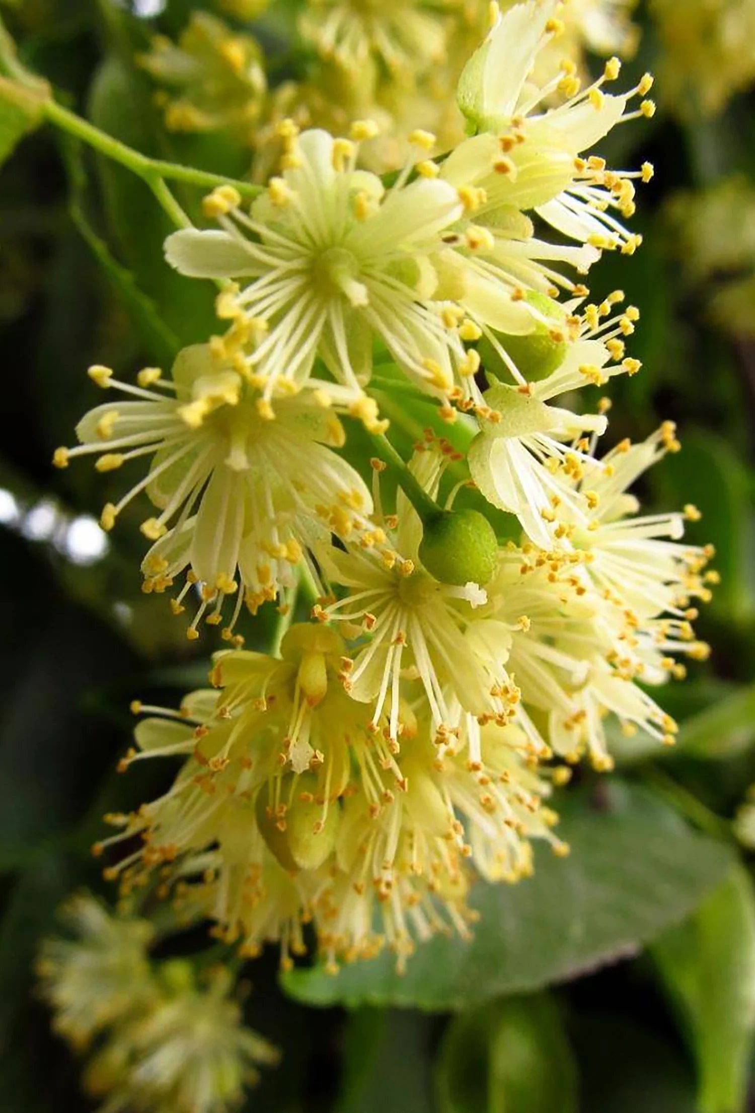 Close-up of yellow linden flowers with green leaves in the background.