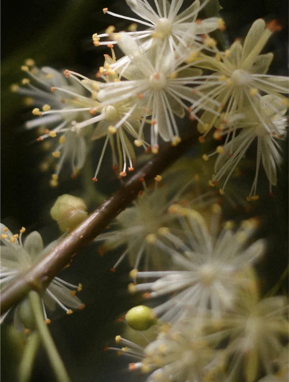 Close-up of white linden flowers with green buds on a dark background
