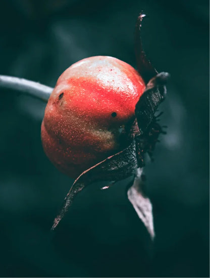 Close-up on rosehip fruit on dark green background.