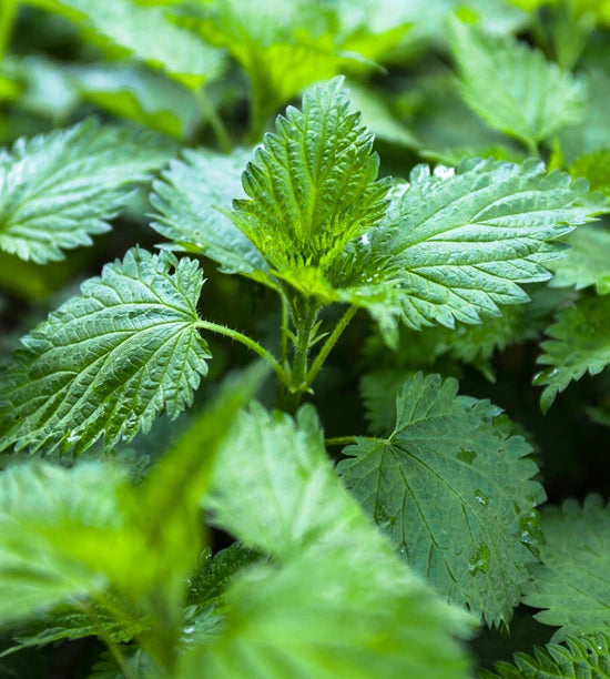 Close-up of green nettle leaves with water droplets.