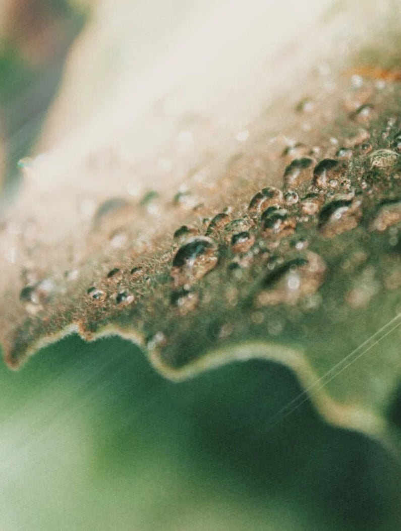 Close-up on a green leaf with water drops.
