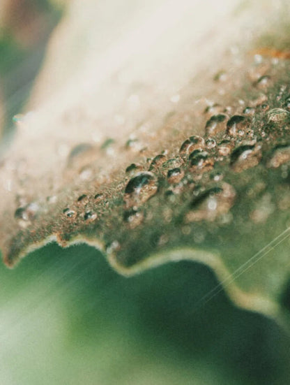 Close-up on a green leaf with water drops.