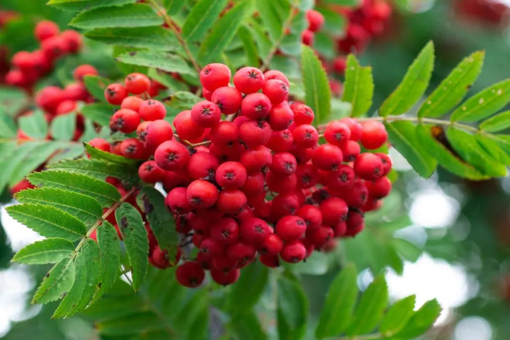 Cluster of red rowan berries with green leaves on a blurred natural background.