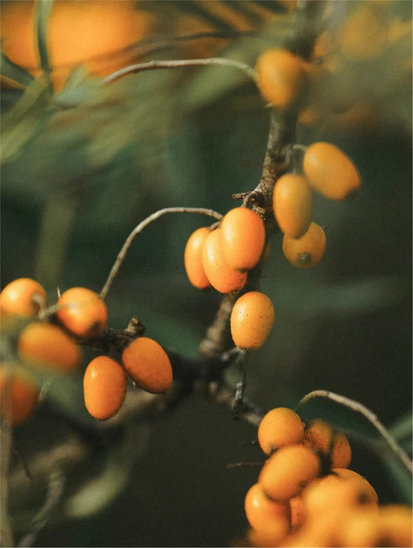Close-up on Sea-buckthorn fruits on a branch.