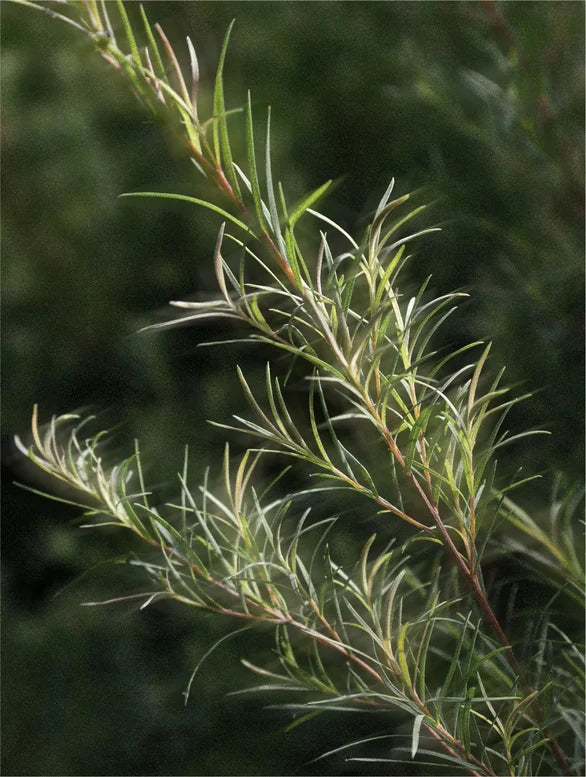Unfocused tea tree branch.