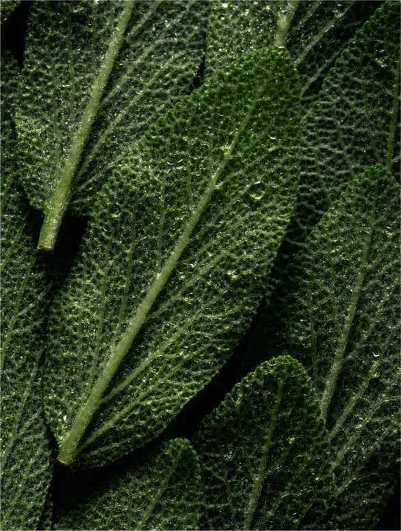 Mint leaves close-up.
