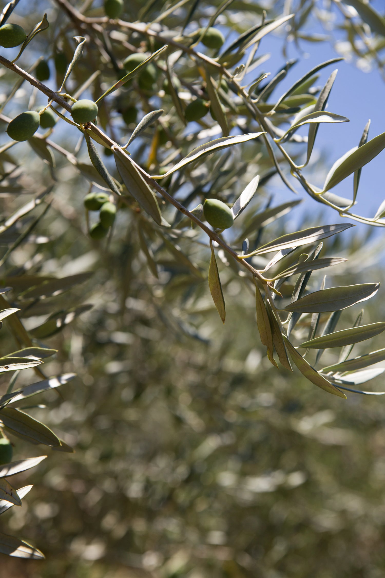 Olive branch with green olives against a blurred natural background.