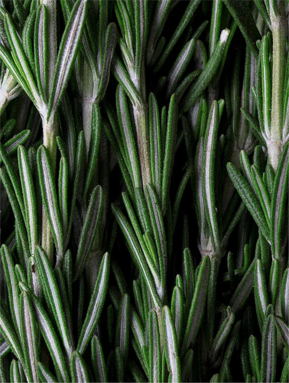 Close-up of green rosemary leaves.