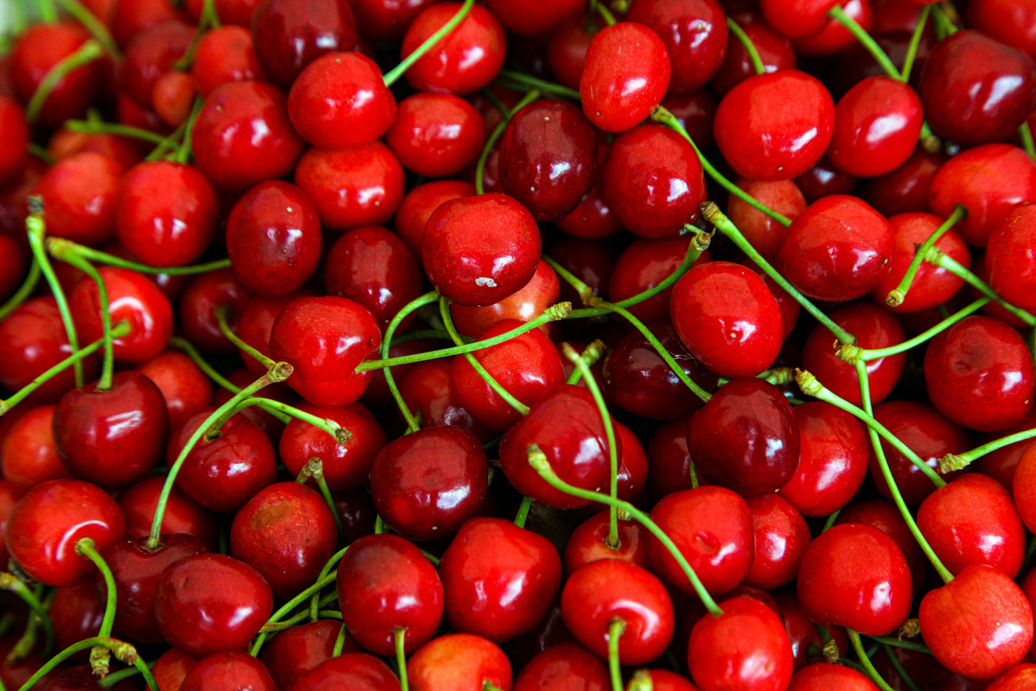Close-up of a pile of red cherries with green stems.